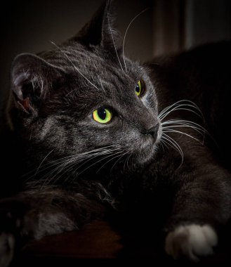 Parlayan yeşil gözlü siyah kedi. Yırtıcı bir yüzün yakın çekim