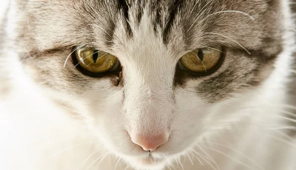 Ładny kot czarno-biały kolor z żółtymi oczami jest ściśle wa — Zdjęcie stockowe