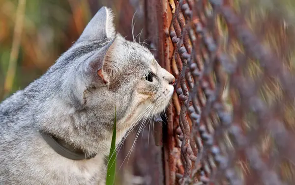 Gato cinza bonito olha através das barras da cerca — Fotografia de Stock