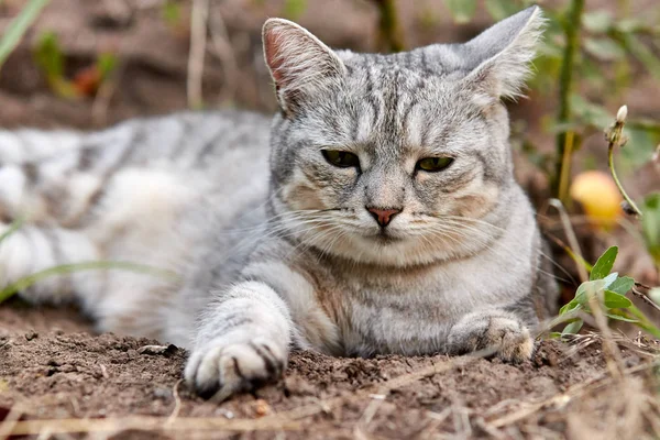 緑の背景に明るい緑色の目を持つ灰色の猫。クローズ アップ — ストック写真