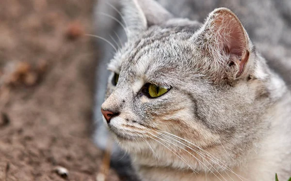 Grå katt med ljusa gröna ögon på en grön bakgrund. Närbild — Stockfoto