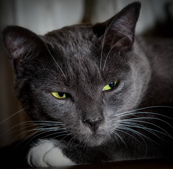 Svart katt med glödande gröna ögon. Närbild av en underprissättning ansikte — Stockfoto