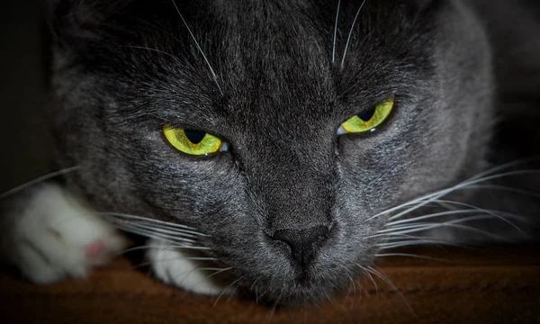 Svart katt med glödande gröna ögon. Närbild av en underprissättning ansikte — Stockfoto