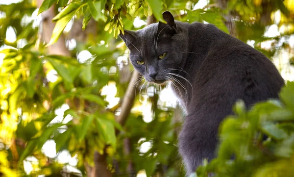 Schwarze Katze mit leuchtenden grünen Augen auf grünem Laub — Stockfoto