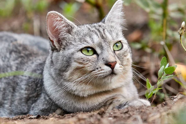 緑の背景に明るい緑色の目を持つ灰色の猫。クローズ アップ — ストック写真