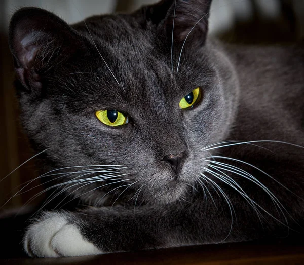 Svart katt med glödande gröna ögon. Närbild av en underprissättning ansikte — Stockfoto