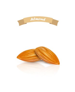 Badem izole. Beyaz zemin üzerine fındık. Vektör.