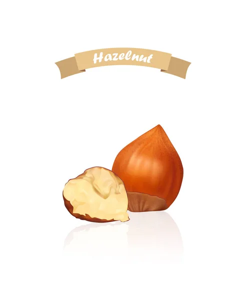 Hazelnuts. Photo-realistic vector illustration. Fresh organic filbert isolated on white background. — Stock Vector