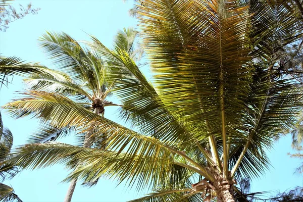 Гілки кокосових долонь під блакитним небом — стокове фото