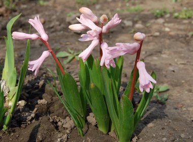çiçeği bahar sümbül için başlar