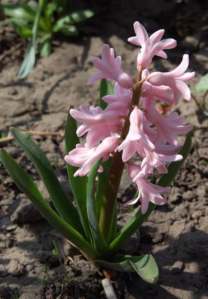 Börja Blomma Våren Hyacinter — Stockfoto