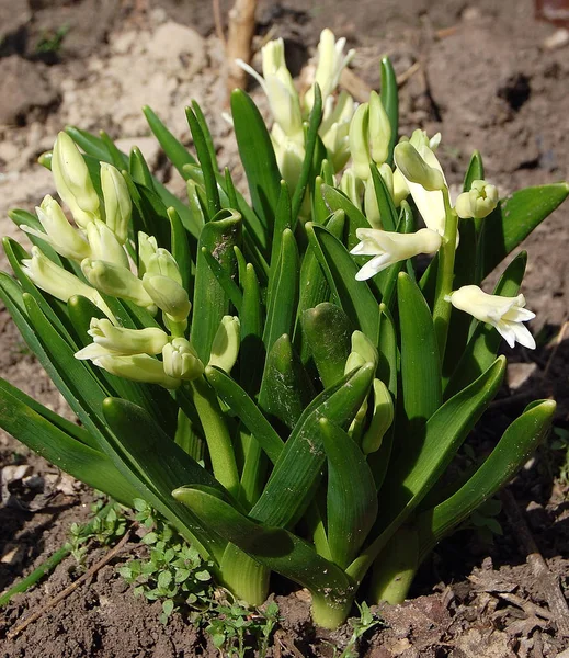 begin to blossom spring hyacinths