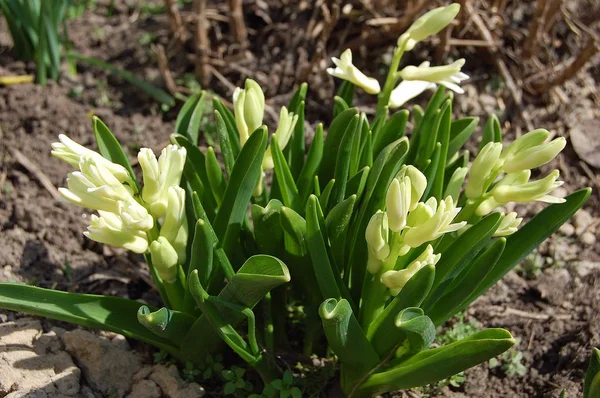 begin to blossom spring hyacinths