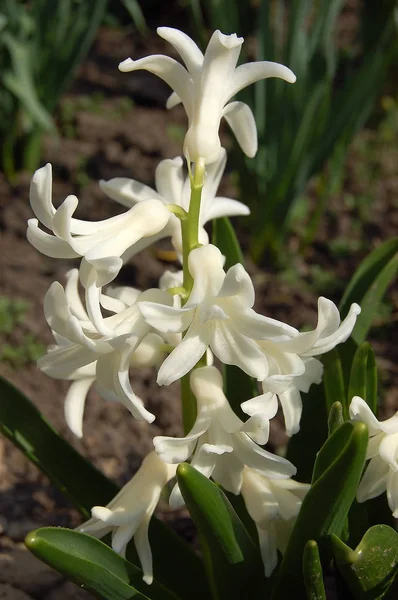 Börja Blomma Våren Hyacinter — Stockfoto