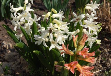 sümbüllerin çiçeklerinden nektar toplayan arılar