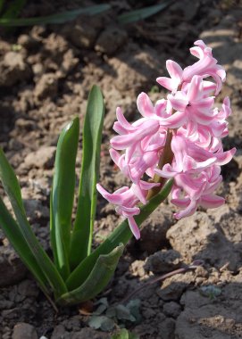 narin, güzel çiçekler sümbüller
