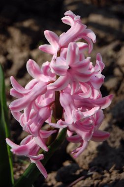 narin, güzel çiçekler sümbüller