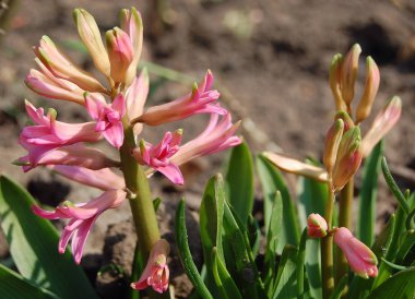 narin, güzel çiçekler sümbüller