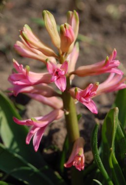narin, güzel çiçekler sümbüller