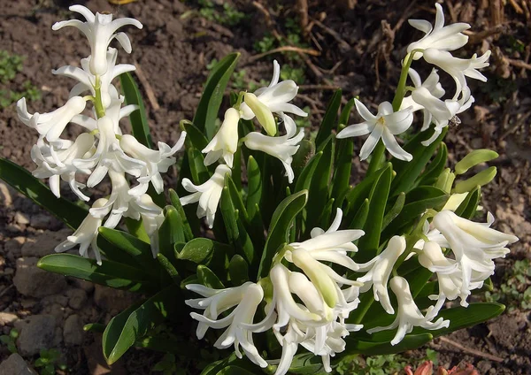 Ömtåliga Vackra Blommor Hyacinter — Stockfoto