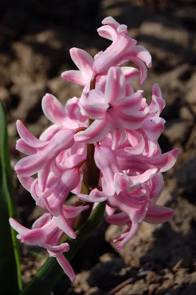 narin, güzel çiçekler sümbüller