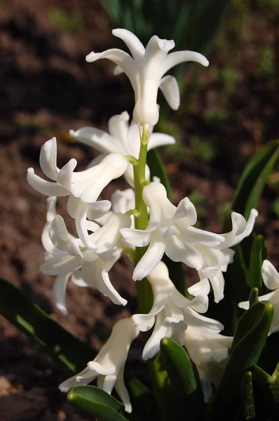 Ömtåliga Vackra Blommor Hyacinter — Stockfoto