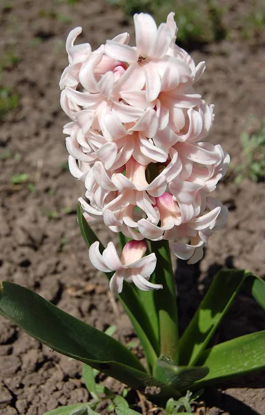 Ömtåliga Vackra Blommor Hyacinter — Stockfoto