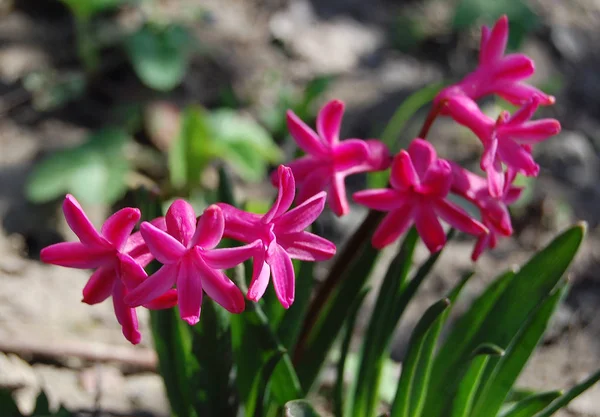 Ömtåliga Vackra Blommor Hyacinter — Stockfoto