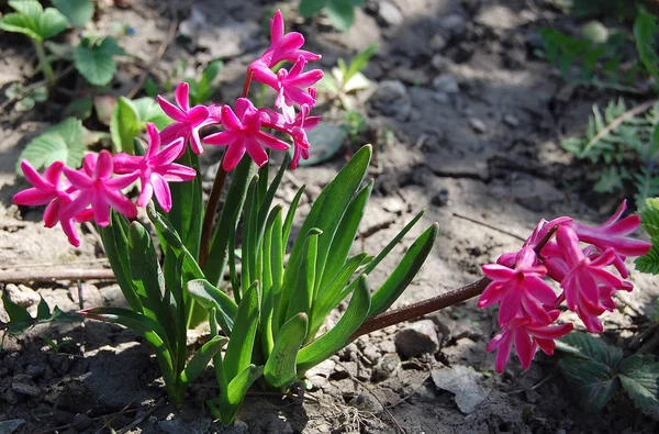 Ніжні Красиві Квіти Гіацинти — стокове фото