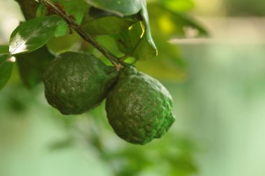  Tay otlar ve sebzeler . Narenciye hystrix Dc Kaffir kireç çiğ meyve dalları asılı. Kopyalama alanı.