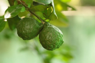  Tay otlar ve sebzeler . Narenciye hystrix Dc Kaffir kireç çiğ meyve dalları asılı. Kopyalama alanı.