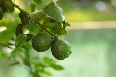  Tay otlar ve sebzeler . Narenciye hystrix Dc Kaffir kireç çiğ meyve dalları asılı. Kopyalama alanı.