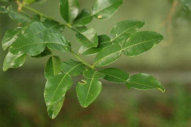  Tay otlar ve sebzeler . Narenciye hystrix Dc Kaffir kireç çiğ meyve dalları asılı. Kopyalama alanı.