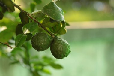  Tay otlar ve sebzeler . Narenciye hystrix Dc Kaffir kireç çiğ meyve dalları asılı. Kopyalama alanı.