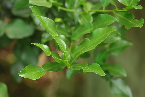 Tajskie Zioła Warzywa Citrus Hystrix Kaffir Limonki Surowe Owoce Wiszące — Zdjęcie stockowe