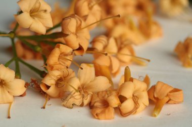 Tayland 'ın kuzeydoğusunda kurak mevsimde açan ve Nakhon Phanom eyaletinin çiçekleridir. Güzel sarı Tembusu çiçekleri çiçek açıyor. Fagraea kokuları.