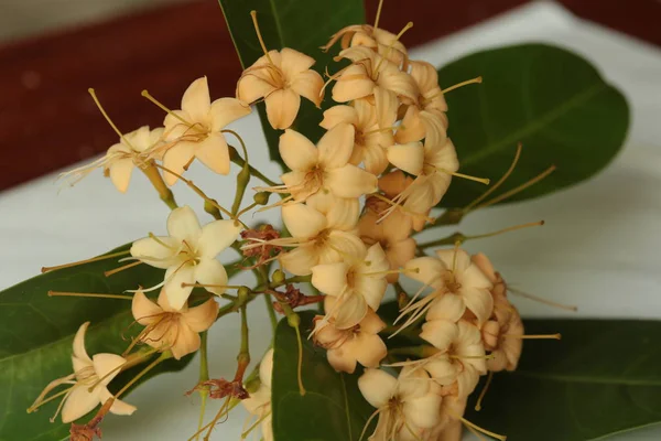 タイ北東部の乾季に咲く野生の花は ナコンファノム州の花です 美しい黄色の天望花を咲かせます ファグラの香りがする — ストック写真