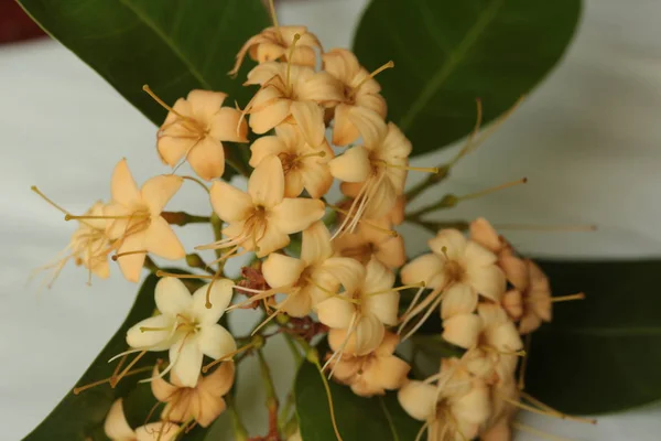 Wild Flowers Bloom Dry Season Northeastern Part Thailand Flowers Nakhon — Stock Photo, Image