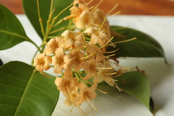 Wild Flowers Bloom Dry Season Northeastern Part Thailand Flowers Nakhon — Stock Photo, Image