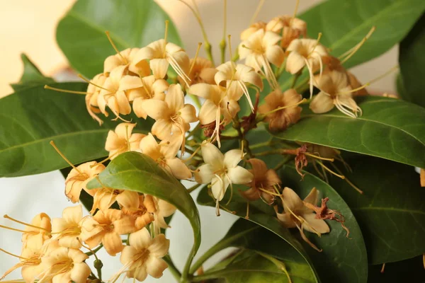 Wild Flowers Bloom Dry Season Northeastern Part Thailand Flowers Nakhon — Stock Photo, Image