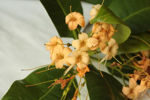 Wild Flowers Bloom Dry Season Northeastern Part Thailand Flowers Nakhon — 스톡 사진