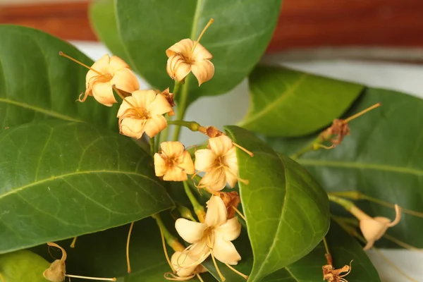 Wild Flowers Bloom Dry Season Northeastern Part Thailand Flowers Nakhon — 스톡 사진