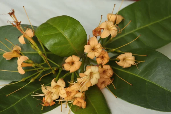 タイ北東部の乾季に咲く野生の花は ナコンファノム州の花です 美しい黄色の天望花を咲かせます ファグラの香りがする — ストック写真