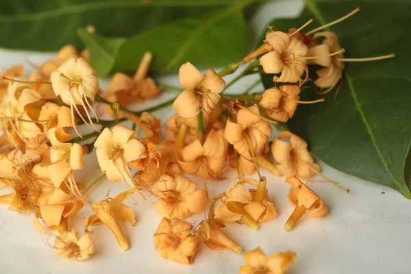 Flores Selvagens Que Florescem Estação Seca Parte Nordeste Tailândia São — Fotografia de Stock