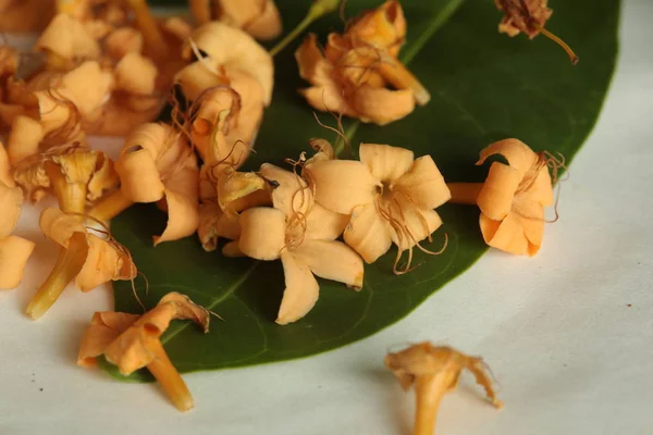 タイ北東部の乾季に咲く野生の花は ナコンファノム州の花です 美しい黄色の天望花を咲かせます ファグラの香りがする — ストック写真