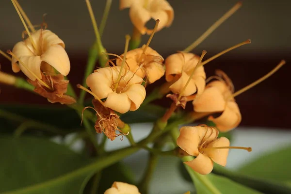 Wild Flowers Bloom Dry Season Northeastern Part Thailand Flowers Nakhon — Stock Photo, Image