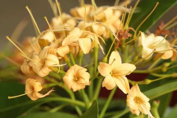 タイ北東部の乾季に咲く野生の花は ナコンファノム州の花です 美しい黄色の天望花を咲かせます ファグラの香りがする — ストック写真