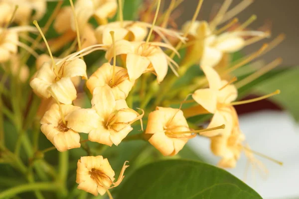 Flores Selvagens Que Florescem Estação Seca Parte Nordeste Tailândia São — Fotografia de Stock