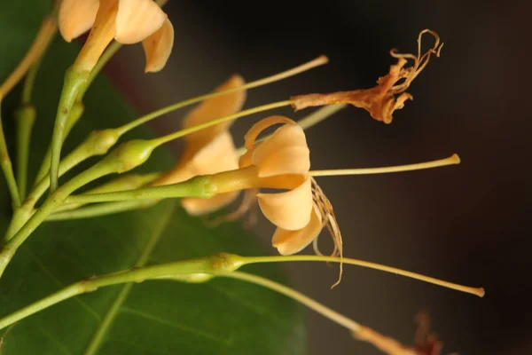 Wild Flowers Bloom Dry Season Northeastern Part Thailand Flowers Nakhon Royalty Free Stock Photos