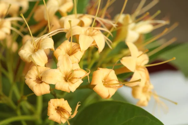 Wild Flowers Bloom Dry Season Northeastern Part Thailand Flowers Nakhon Stock Photo